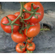 RT21B Chuan indéterminé f1 hybride à haut rendement tomate graine